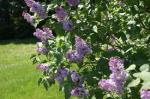lilacs